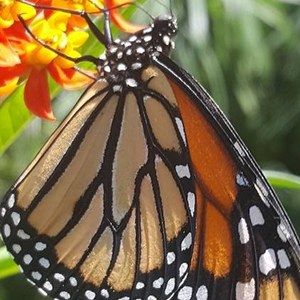 Meet your Posher, Casey